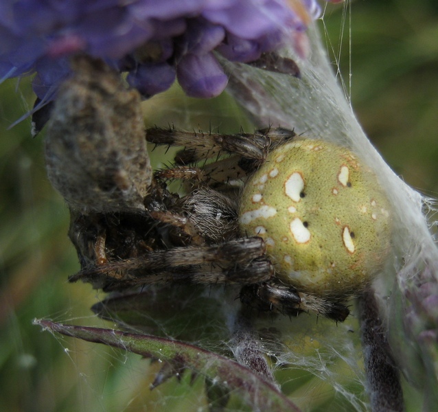 su un fiore il rifugio di Araneus quadratus